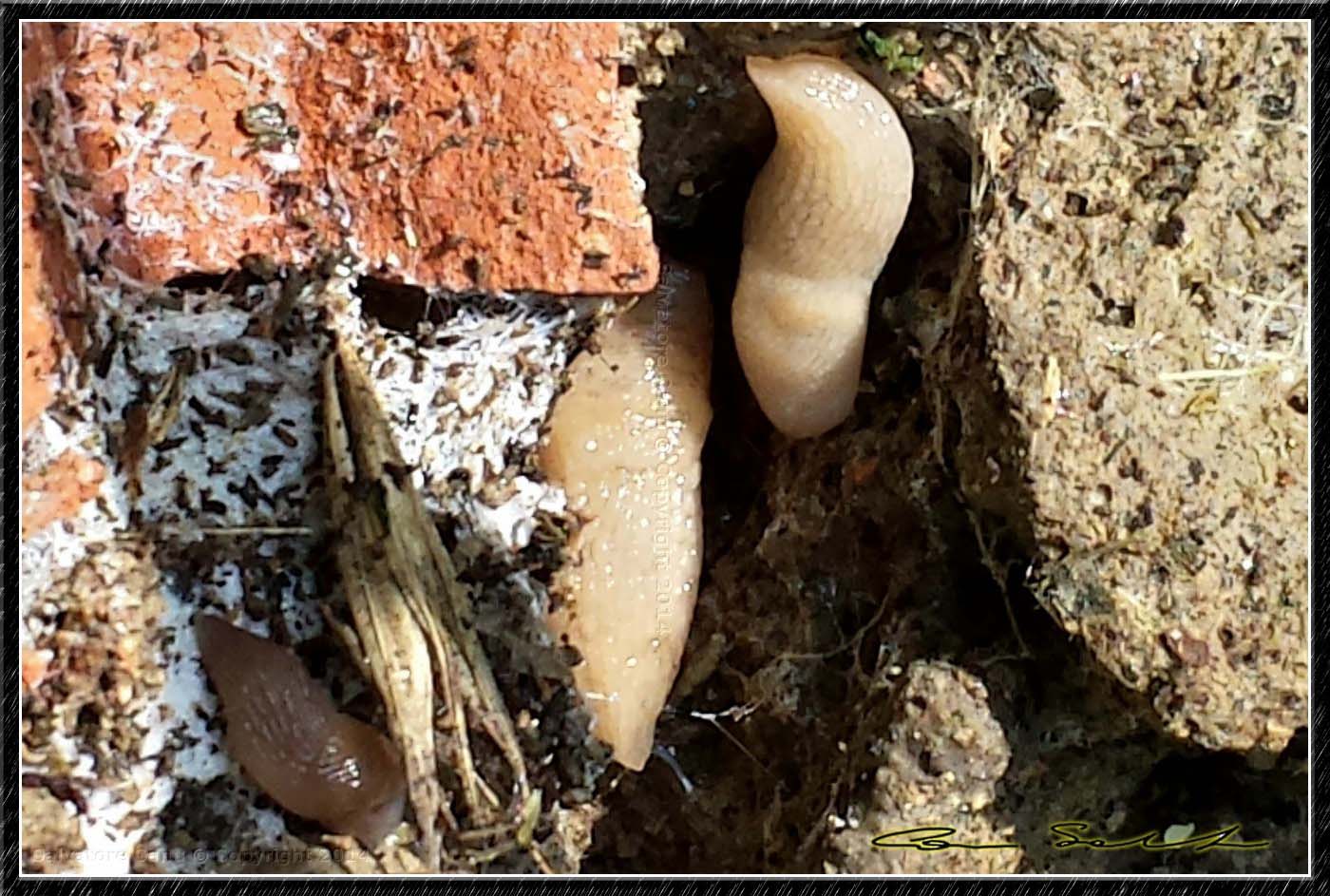 Giovani Limax da Bologna